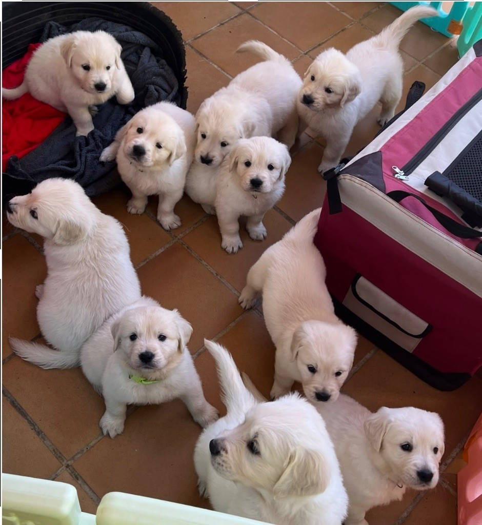 chiot Golden Retriever Du Domaine Des Trois Pommes