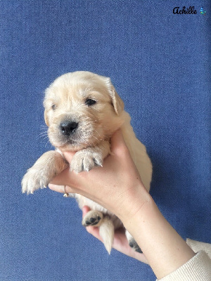 Achille 