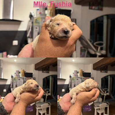 Mlle. Fushia 