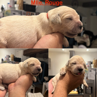 Mlle. Rouge 