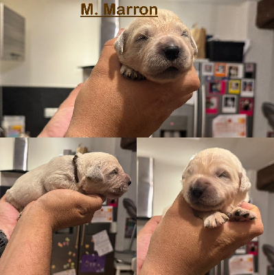 M. Marron 