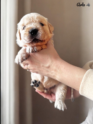 Arlo