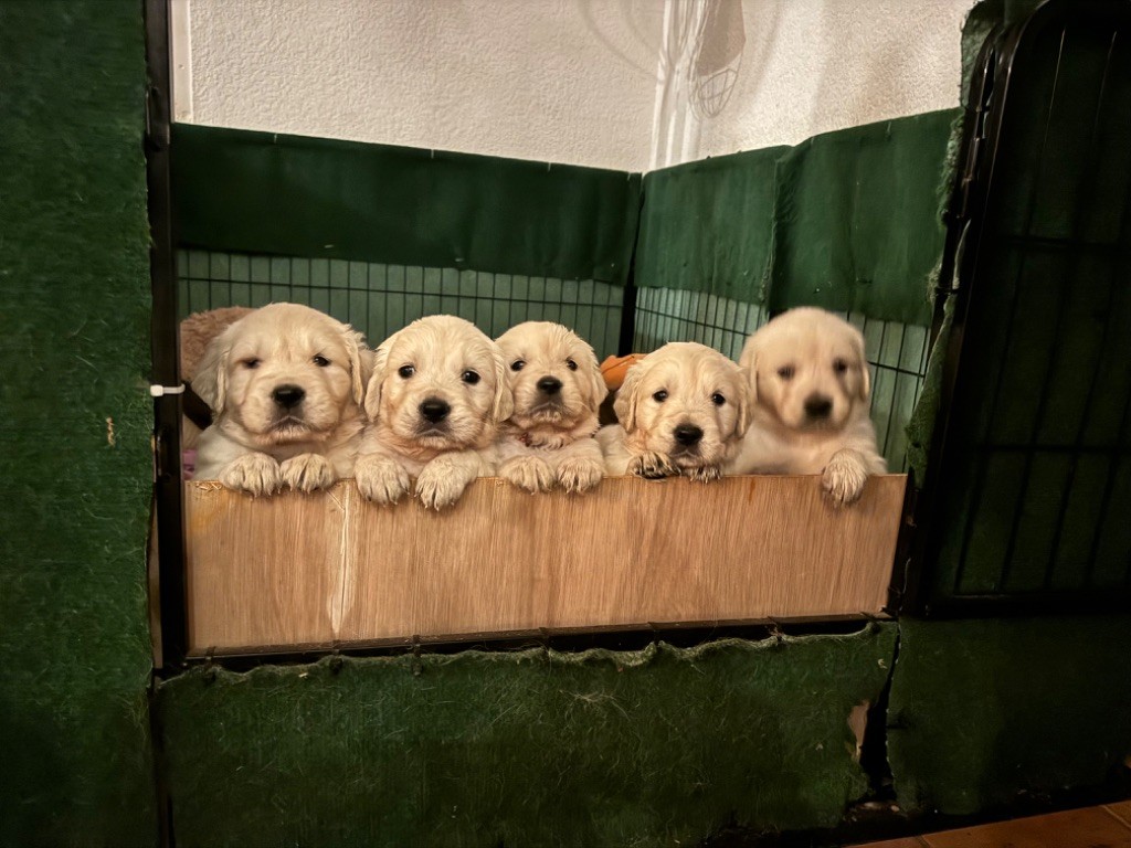 Du Domaine Des Trois Pommes - Golden Retriever - Portée née le 26/02/2024